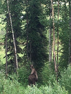 IMG_2228 Moose Crosses Road On Way To Glennallen, Alaska