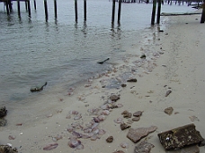 DSC00280 Saint John’s River Jelly Fish