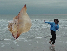 Killer Jelly Fish Killer Jelly Fish Attack