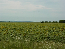 DSC00134 Sunflower Field