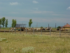 DSC00138 Cattle Near Tiszadada