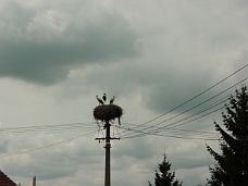 DSC00147 Stork Nest