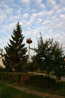 CRW_0478A_JFR Tiszadada Stork Nest