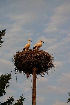 CRW_0480_JFR Closer View Of Stork Nest