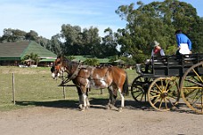 IMG_0600 Carriage Ride