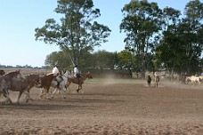 IMG_0619 Their Well Behaved Horses