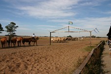 IMG_0620 Their Well Behaved Horses