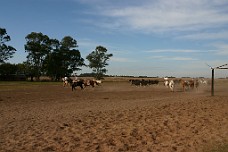 IMG_0621 Their Well Behaved Horses