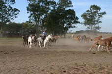 IMG_0623 Their Well Behaved Horses