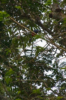 CRW_0875 Uncooperative Bird Picture Subject