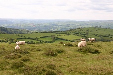 IMG_2264 Sheep Along Our Route