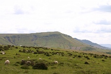 IMG_2265 More Sheep Along Our Route To Black Mountains