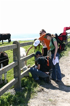 IMG_2499 Cows Behind Fences Near The Cliffs