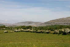 IMG_2515 Burren Flowers And Rocks