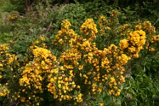 IMG_2463 The Yellow Flowering Bushes Along The Way