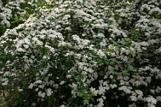 IMG_2466 The White Flowering Bushes Along The Way