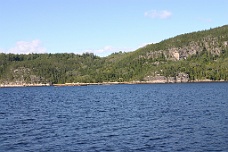 IMG_4708 Beluga Whale (Small White Spot)