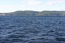 IMG_4559 A Minke Whale Fin