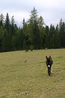 IMG_6560 Field Of Donkeys