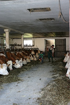 IMG_6663 Father Farmer And Son In Barn