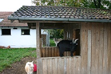 IMG_6761 Climbing Goats