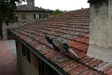 IMG_6125 Castello Di Querceto Roof Peacock