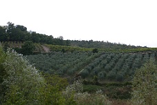 IMG_6163 Olive Trees