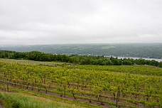 CRW_7847 Vineyard Along The Lake