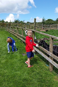 20160713_070031 Feeding Goats