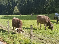 20180924_152334 Fussen Cows