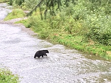 IMG_2989 Bear Fishing