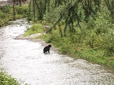 IMG_2997 Bear With Caught Fish