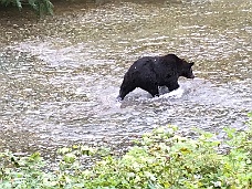 IMG_3015 Bear Fishing