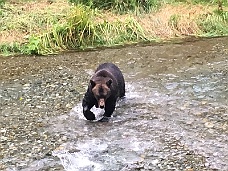 IMG_4061 Bear Fishing