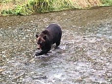 IMG_4062 Bear Fishing