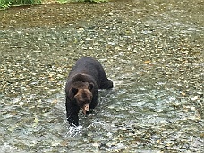 IMG_4064 Looking For Salmon