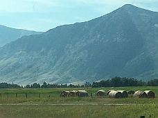 IMG_4149 Round Bales Along Alberta Highway