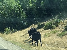 IMG_4159 Chief Mountain Highway Cows