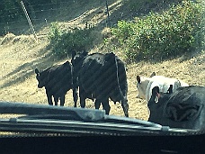 IMG_4160 'Wild' Cows