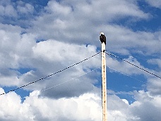 IMG_2943 Atlin Resident Bald Eagle