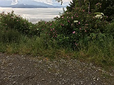 IMG_2481 Kachemak Bay