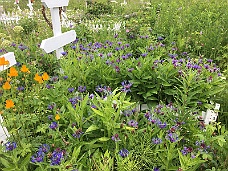 IMG_2504 Cemetery Flowers