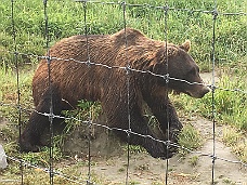 IMG_3263 Digging Alaska