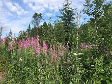 IMG_2721 Near Denali Viewpoint South