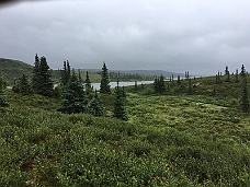 IMG_2753 Denali National Park