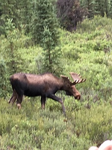 IMG_2799 Denali Moose