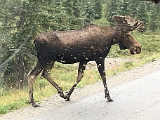 IMG_3504 Wet Moose!