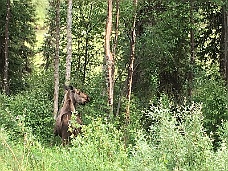 IMG_2232 Moose