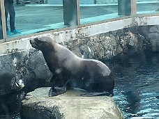 IMG_2396 Alaska SeaLife Center