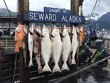 IMG_2417 Symmetric Fish Display At Seward Harbor